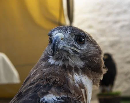 Close up view of a red tailed hawk looking to the left with a blurred backg.. Stock Photos