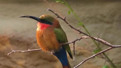 Close view of a Red throated bee-eater  Stock Footage 296030041