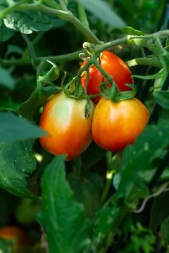 Close view of red tomatoes between the leaves of the plant Stock Photos