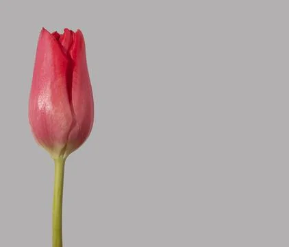 Close view of red tulip bud isolated on gray background vertical. Flower show Photos