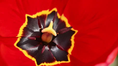 Close-up view of red tulip flower center Stock Footage 334737198