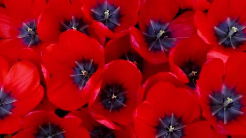 Close up view of red tulip flowers top down view. Video stock 297733495