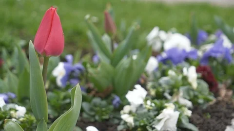 A close of view of red tulip. Stock Footage 105374275