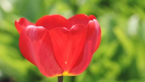Close-up view of a red tulip swaying in the light wind against green background. Stock Footage 106919167