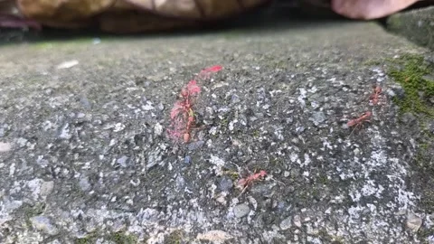 Close up view of red weaver ants cooperating together to carry a piece of f.. Stock Footage 334161915