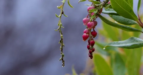 Close up view of red wild berries on the tree branch. Stock Footage 265939518