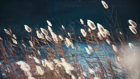 Close-up view of reeds swaying in the wind by the lake Vídeos de archivo 329743575