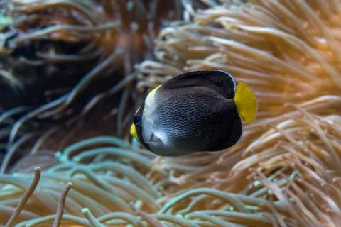 Close-up view of a reef fish Stock Photos