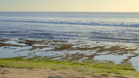 Close up view of a reef with green and brown seaweed during low tide and waves Video stock 114819290