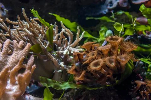 Close-up view of reef polyp Stock Photos