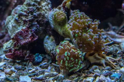 Close-up view of reef polyps Foto stock