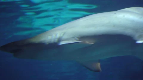 Close-up View of Reef Shark Underwater Swim in Aquarium. 4K Video Clip Stock Footage 88642164