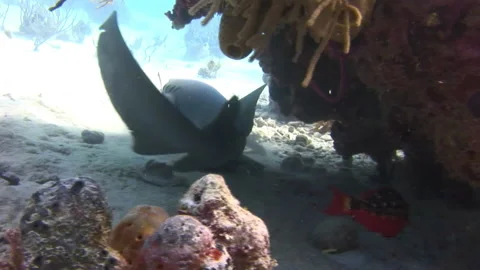 Close-up view of reef sharks in their natural habitat in Caribbean Sea. Stock Footage 235001067