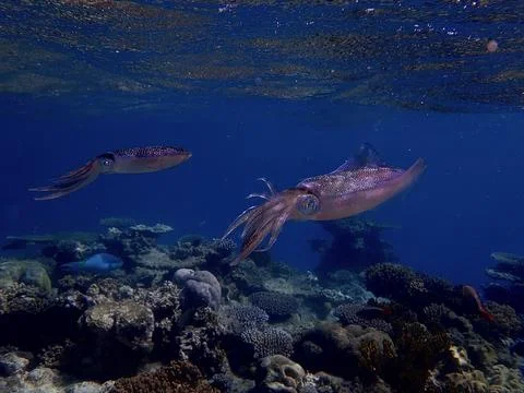 Close View of Reef Squid Swimming in Blue Tropical Water Fotos de archivo