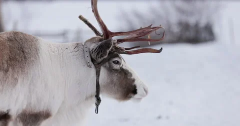 Close up view of a reindeer Vidéo 220792317
