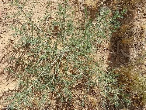 An Up-Close View of Resilient Sparse Vegetation in Arid Sands Stock Illustration