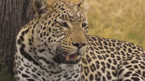 Close up view of a resting leopard panting near a tree 動画素材 345720741