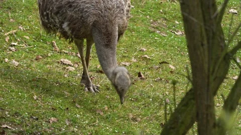 Close view of Rhea bird Stock Footage 271203444