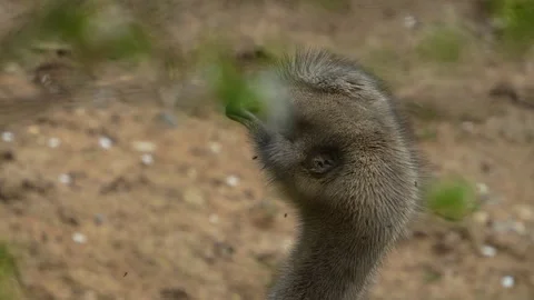 Close up view of an Rhea bird Stock Footage 271209203