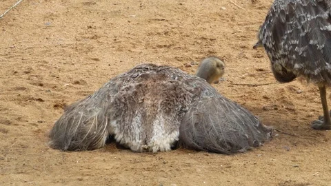 Close up view of an Rhea birds  Stock Footage 271209175