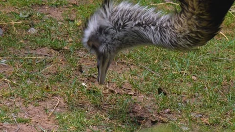 Close view of rhea head  Stock Footage 256260670