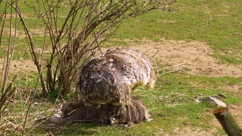 Close up view of an Rhea mating Stock Footage 270602025