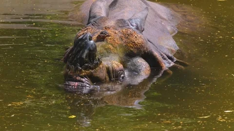 Close up view of a rhino head Stock Footage 256256234