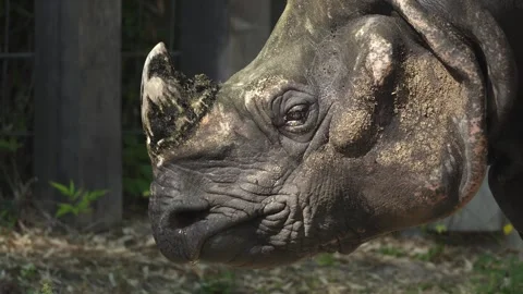 Close up view of a rhino head Stock Footage 284249566