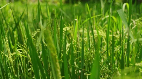 Close-up view of rice ears swaying in wind. Green stalks against sunlight Stock Footage 281240092