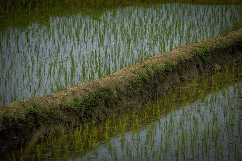 Close view of the rice fields in a farm , India. View of Paddy fields. Stock Photos