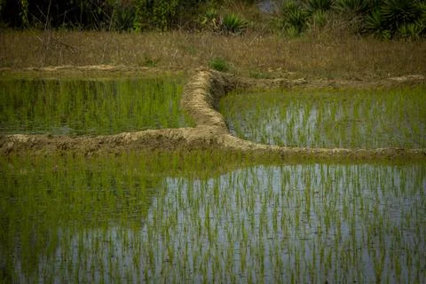 Close view of the rice fields in a farm , India. View of Paddy fields. Stock Photos