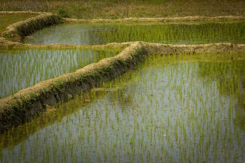 Close view of the rice fields in a farm , India. View of Paddy fields. Stock Photos