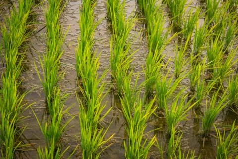 Close view of the rice fields, Tamil Nadu, India. View of Paddy fields. Foto stock