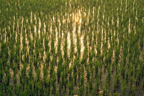 Close view of the rice fields, Tamil Nadu, India. Stock Photos