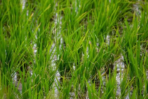 Close view of the rice fields, Tamil Nadu, India. View of Paddy fields. Stock Photos