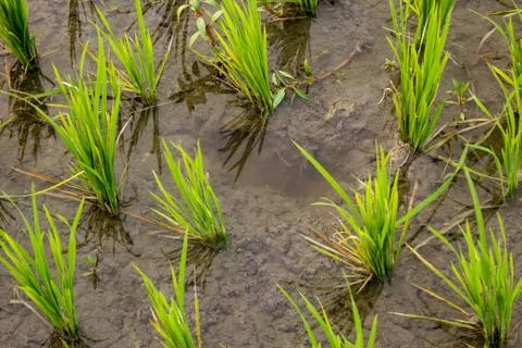 Close view of the rice fields, Tamil Nadu, India. View of Paddy fields. Foto stock