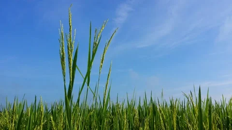 Close up view of rice paddy against the blue sky. Stock Footage 58291955