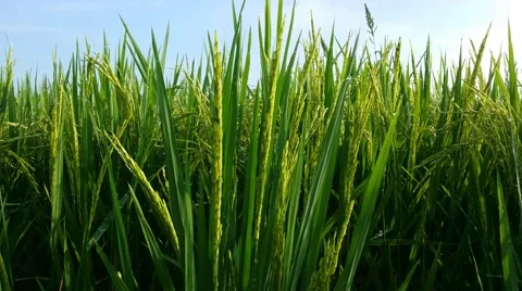 Close up view of rice paddy at a paddy field Stock Footage 58291992