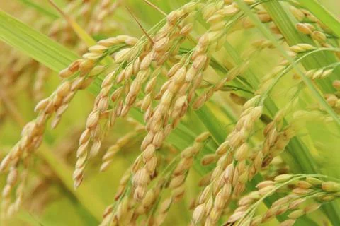 The close up view of rice. Stock Photos
