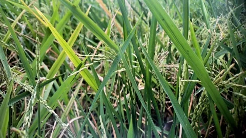 Close-up View of Rice Plants in a Field Stock Footage 316009578