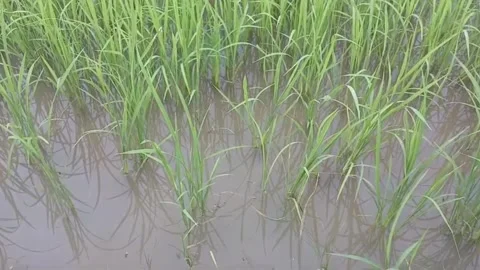 Close View of Rice Seedlings in Flooded Paddy Field Stock Footage 338995919