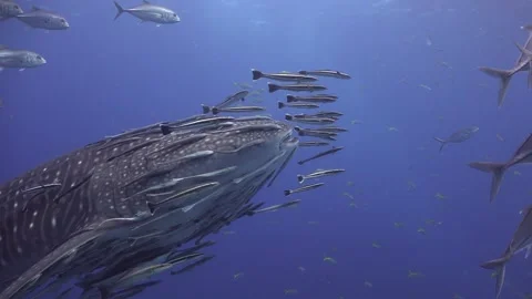 Close view of the right side of a whale shark (Rhincodon typus) head moving.. Stock Footage 318645671