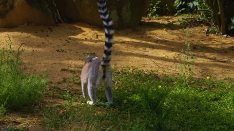 Close view of a ring tail Lemur Stock Footage 254133976