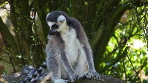 Close view of ring tail Lemur Stock Footage 254944786