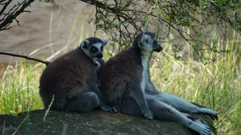 Close view of ring tail Lemur Stock Footage 254945500
