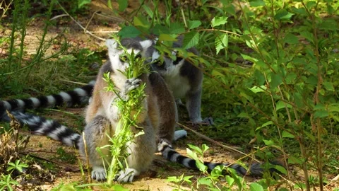 Close view of ring tail Lemur Stock Footage 254945612