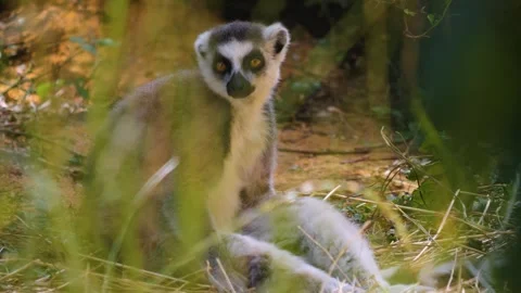 Close view of ring-tailed lemur Stock Footage 253344182
