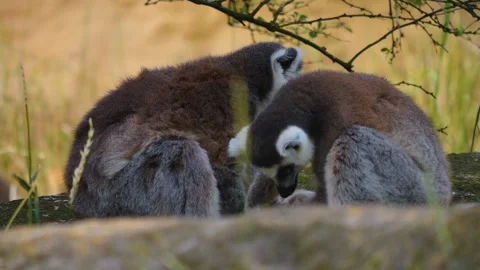 Close view of ring-tailed lemur Video stock 253344360