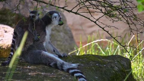 Close view of ring-tailed lemur Stock Footage 254181283