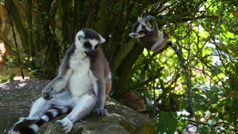 Close up view of ring-tailed lemur Stock Footage 254998379